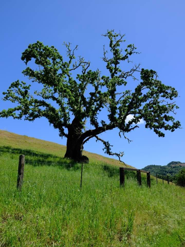 Thomas Labash - Springs and Seasons